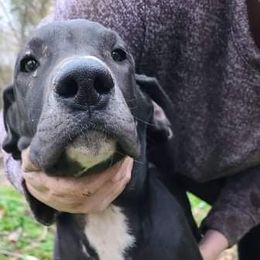 Great Dane Puppies from Trisha Self's Great Danes