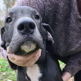 Great Dane Puppies from Trisha Self's Great Danes