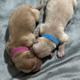 Golden Retriever Puppies from Golden Retrievers of South Carolina