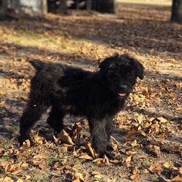 Banana - Black female Bouvier des Flandres puppy in Drury, Missouri from Black Bears Critters