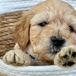Beach orange - Apricot female Goldendoodle puppy in Lakeland, Florida from Poodles Doodles Standard and Mini LLC