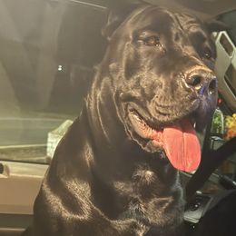 Cane Corso from Gentle giant kennels