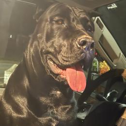 Cane Corso from Gentle giant kennels