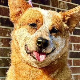 Barbie - Australian Cattle Dog
