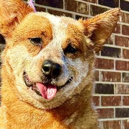 Barbie - Australian Cattle Dog