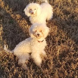 Poodle Puppies from Sonshine Retreat Poodles