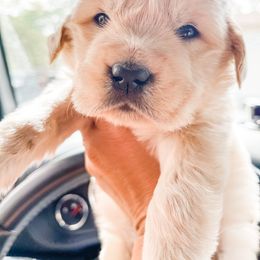 Golden Retriever Puppies from Ruff Life Goldens