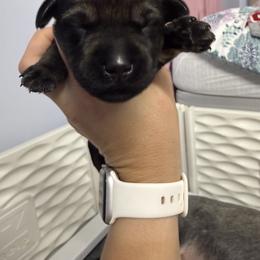 Giant Schnauzer Puppies from Bourbon Country Schnauzers