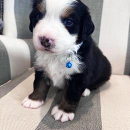 Blue boy - Tri-color male Bernese Mountain Dog puppy in Payson, Utah from Red Bridge Berners