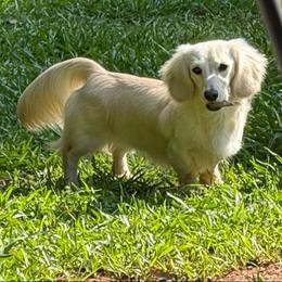Penny - Dachshund