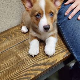 Pembroke Welsh Corgi Puppies from AJ'S Country Corgi's