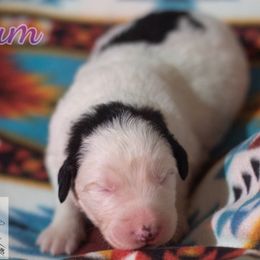 Plum - White female Tornjak puppy in Albright, West Virginia from Pine Spring Farm