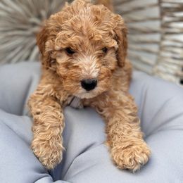 Mide - Poodle puppy from Lavishly Loved Pets LLC