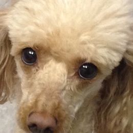 Poodles from Springtown Poodles