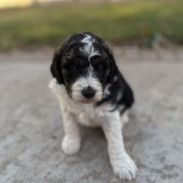 Black White Parti - Parti female Goldendoodle puppy in Hobbs, New Mexico from Goldie Locks Golden Retrievers & Doodles