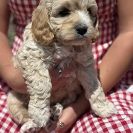 Boy 4 - Cream Cockapoo puppy in Rigby, Idaho from Elkington Family Farms LLC