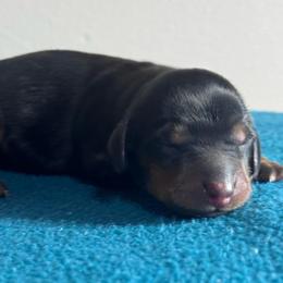 Batman - Black and tan male Dachshund puppy in Afton, Oklahoma from C5 Doodles