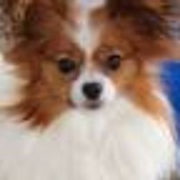 Papillons from Katies Papillions