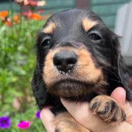 Boy 2 - Black and tan male Dachshund puppy in Gouverneur, New York from Dack Dachshunds