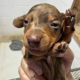 Prince - Dapple male Dachshund puppy in Fayetteville, Pennsylvania from PA's Darling Doxies