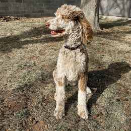 "Brown Merle " Goldendoodle, Labradoodle, and Sheepadoodle Puppies from The Parrish Doods