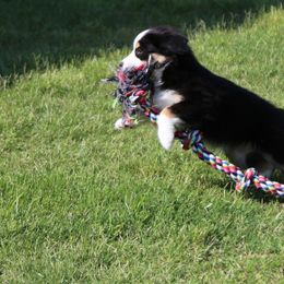 Miniature Australian Shepherd Puppies from Ridgestar Aussies