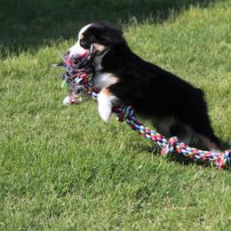 Miniature Australian Shepherd Puppies from Ridgestar Aussies