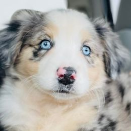 Australian Shepherds from Bar L Aussies