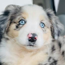 Australian Shepherds from Bar L Aussies
