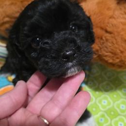 Bisket - Black and white male Cavapoo puppy in Arkansas from Brew House