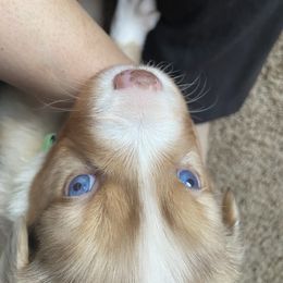 Bella's Snapdragon (Red Merle, Male) - Red merle Miniature Australian Shepherd puppy in Douglas, Arizona from Starry-Eyed Mini Aussies with Tails