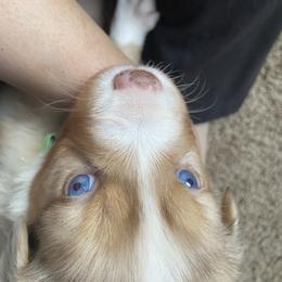 Bella's Snapdragon (Red Merle, Male) - Red merle Miniature Australian Shepherd puppy in Douglas, Arizona from Starry-Eyed Mini Aussies with Tails
