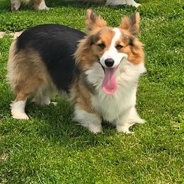 Jolie - Pembroke Welsh Corgi