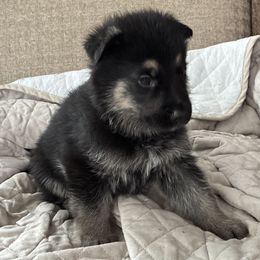 Leni - Black and tan female German Shepherd puppy in Purcellville, Virginia from Firelight Farm