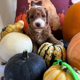 Foliage - Red  male Goldendoodle puppy in Chino Valley, Arizona from Bass Creek Doodles
