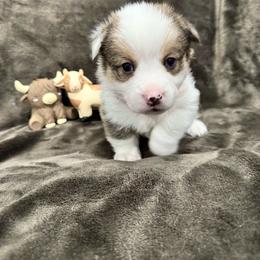 Oliver - Sable male Pembroke Welsh Corgi puppy in Millsap, Texas from Punchy Pembroke Ranch