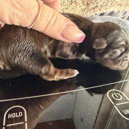 Atlas - Brindle male Shih Tzu puppy in Escondido, California from CRUZ Canines's Shih Tzus