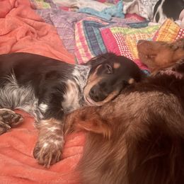 Boy 1 - Dachshund puppy in Lompoc, California from Kim’s Mini Weiners
