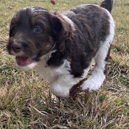 Aussiedoodle Puppies from Dogwood Family Doodles