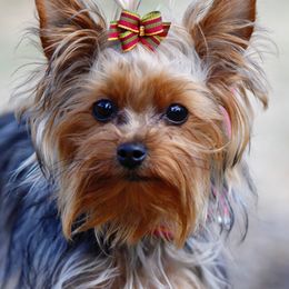 Yorkshire Terriers from Mullet Yorkies