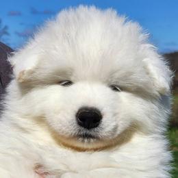 Boy 2 - White male Samoyed puppy in Punxsutawney, Pennsylvania from Safyr Samoyeds