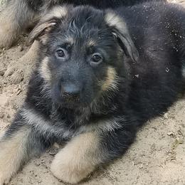 German Shepherd Puppies from Sterley Shepherds