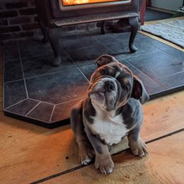 Boxer, Bulldog, and French Bulldog Puppies from Hillview Kennels
