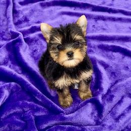 Yorkshire Terrier puppies from The Royal Yorkie Den LLC