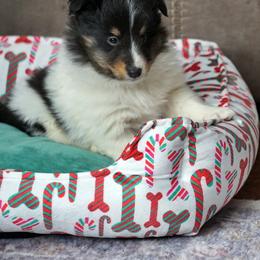 Pomsky, Shetland Sheepdog, and Toy Shetland Sheepdog Puppies from Mountain High Kennels