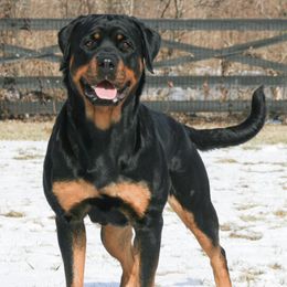 Aurea - Rottweiler