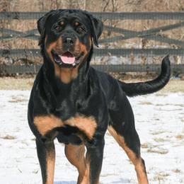 Aurea - Rottweiler