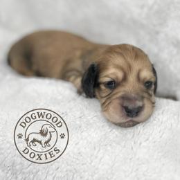 Berry - Cream female Dachshund puppy in Monroe, North Carolina from Dogwood Doxies