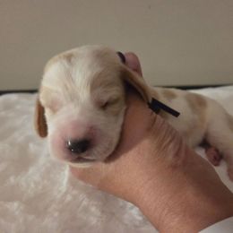 Sophie - Red and white female Basset Hound puppy in Denison, Texas from Emma Lou's Baby Bassets