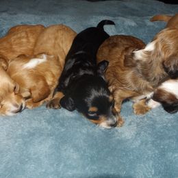 Dachshund Puppies from Molly Dolly's Miniature Dachshunds